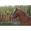 Western Rawhide Basketweave Pony Bridle With Reins - Chestnut 1 Western Rawhide Basketweave Pony Bridle With Reins - Chestnut -Weatherbeeta Store 445741 800 800