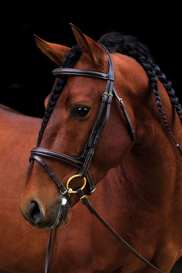 Weatherbeeta Store -Weatherbeeta Store fc936eae633c2b412f79105f15f77d19 shopping red